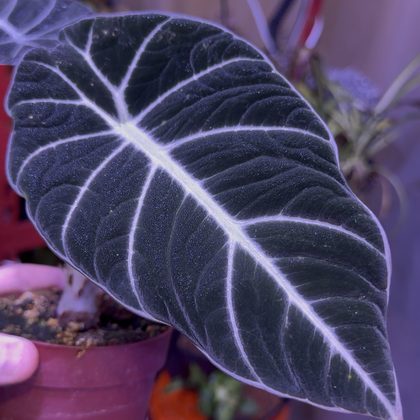 A close-up of a dark, velvety alocasia leaf with pale silver veins.