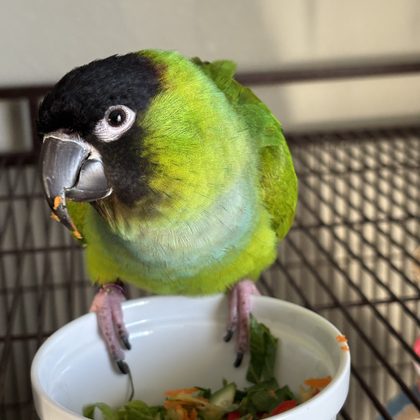 A green parrot with a black head perched on the rim of a bowl of chopped vegetables.