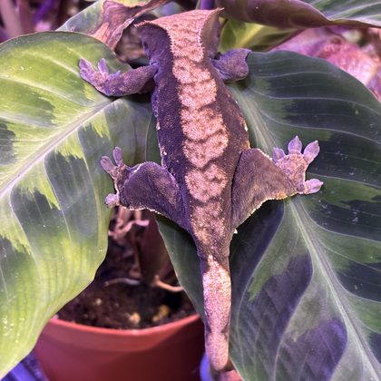 A mottled brown crested gecko clinging to the underside of a broad variegated leaf, legs spread wide.