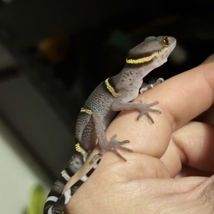 A small gray gecko with gold pinstripes held across two fingers.