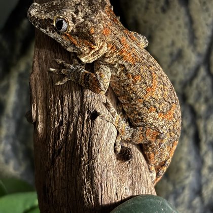 A gray and orange mottled gecko gripping a piece of driftwood.