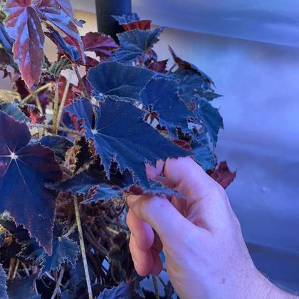 A hand lifting the ruffled, dark red and green leaf of a rex begonia to look underneath.
