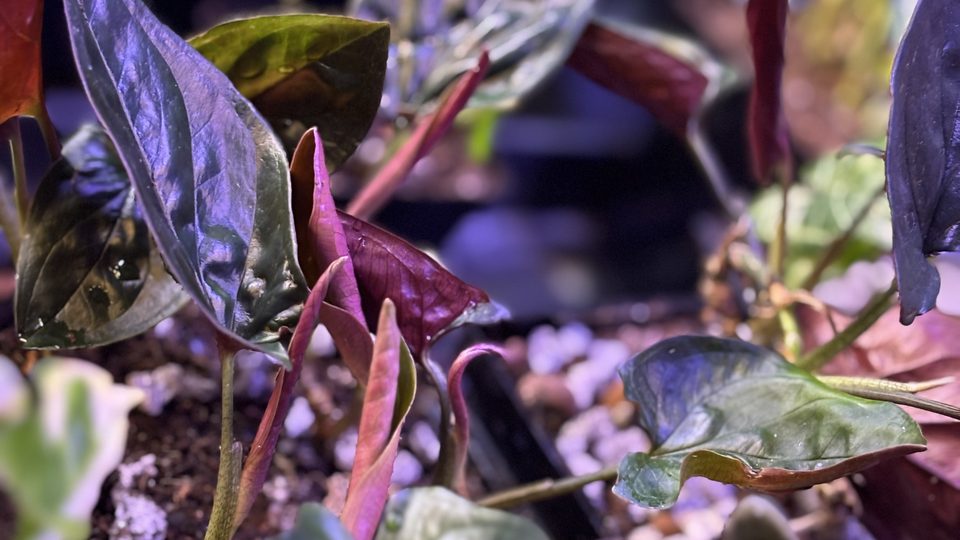 Rooting plant cuttings in soil, new leaves deep red, purple, and green.